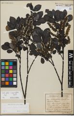 Foto von Salix glabra Scop. x Salix myrsinifolia Salisb.